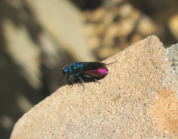 Chrysididae da determinare: prob. Chrysis gruppo ignita