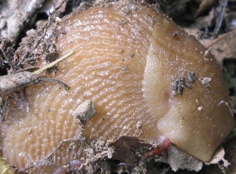 Limax corsicus-gruppo da Acquapendente (VT)