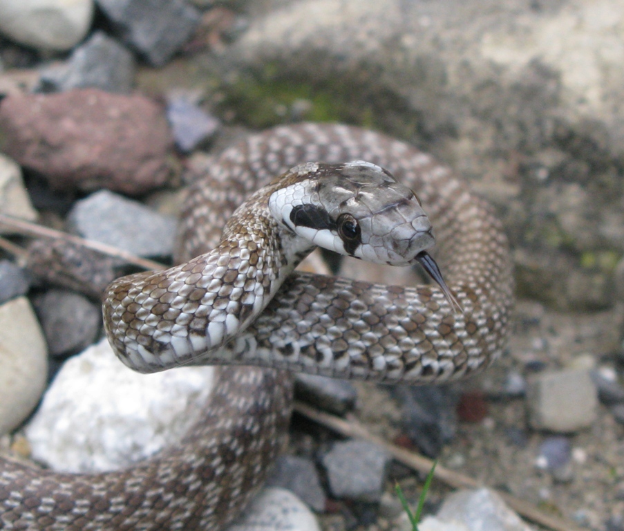 Natrix. tassellata: una domanda difficile