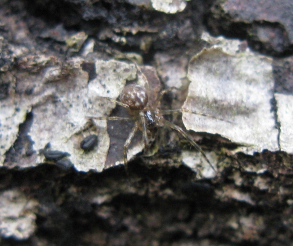 Linyphiidae - Acquapendente (VT)