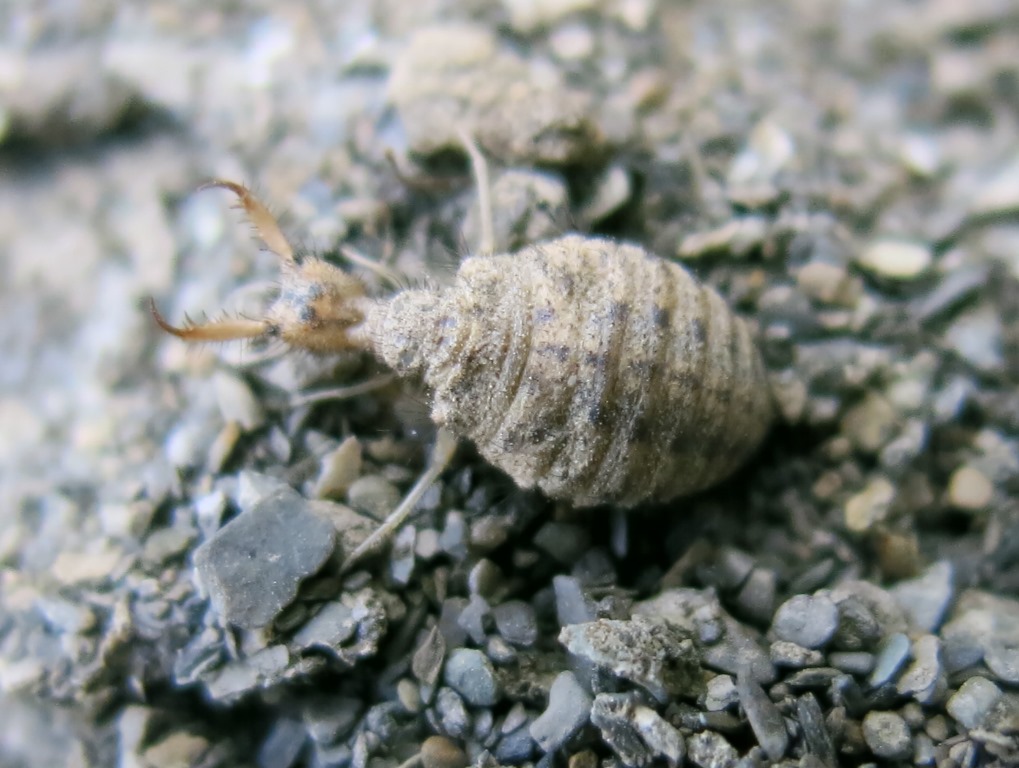 Larva di Myrmeleontidae: Myrmeleon inconspicuus