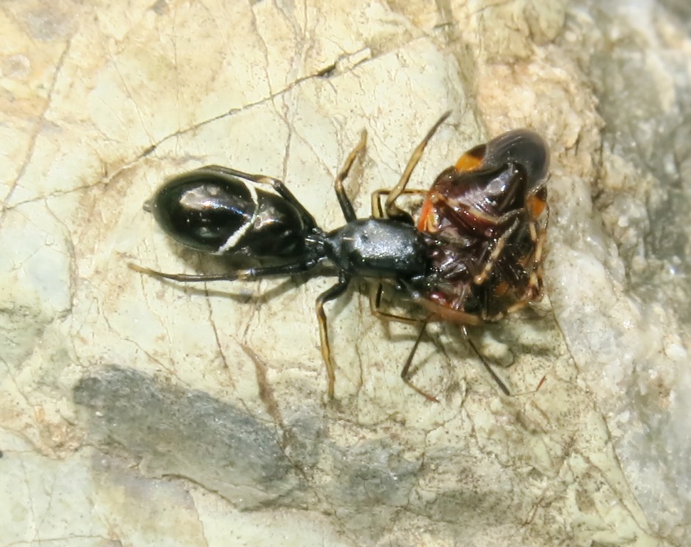 Leptorchestes cfr. mutilloides  - Acquapendente (VT)