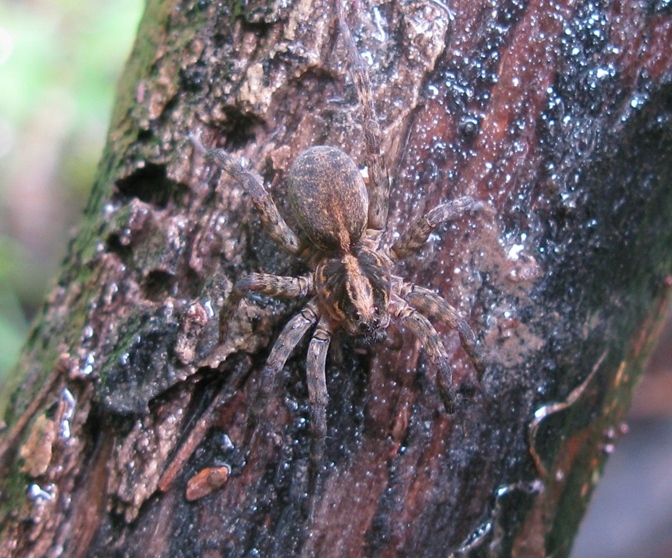 Trochosa sp. - Acquapendente (VT)