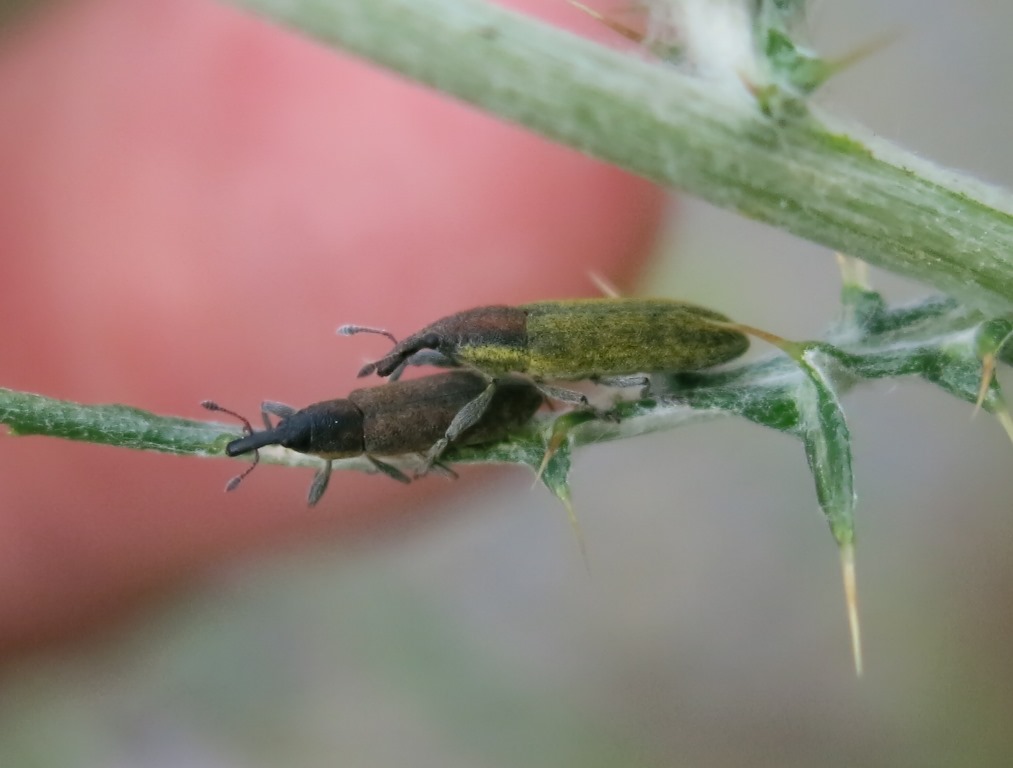 Lixus filiformis (Curculionidae)