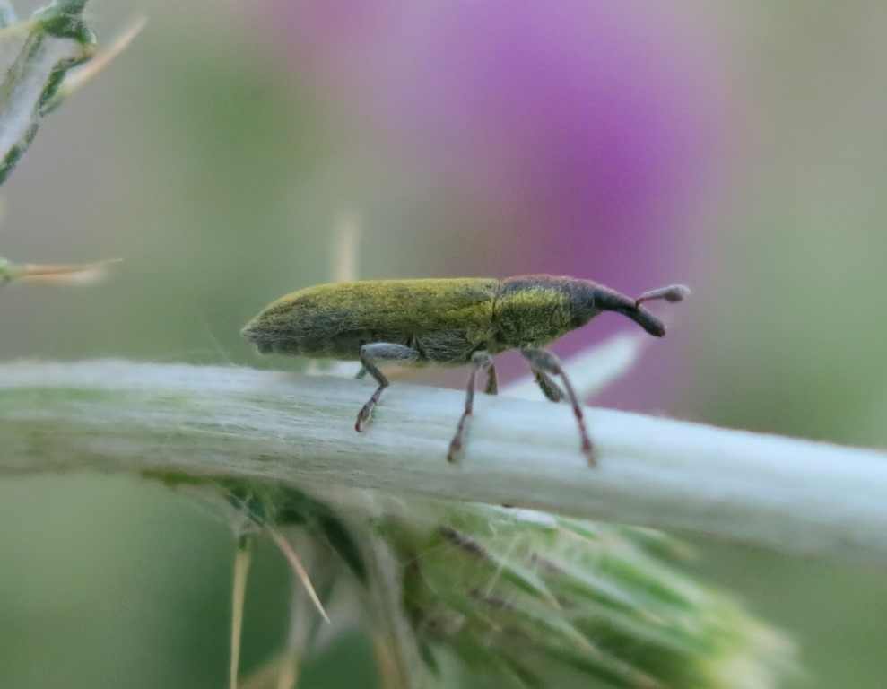 Lixus filiformis (Curculionidae)