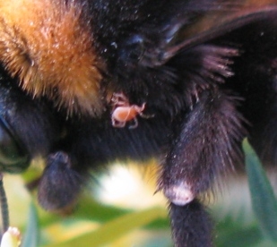 Acaro su Imenottero: Parasitellus sp. (Mesostigmata)