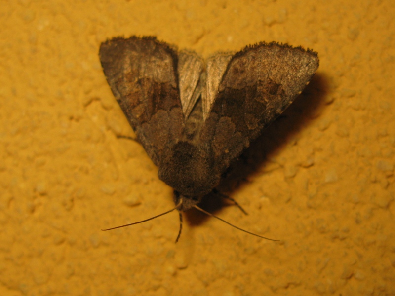 noctuidae da determinare 14! - Aporophyla lueneburgensis