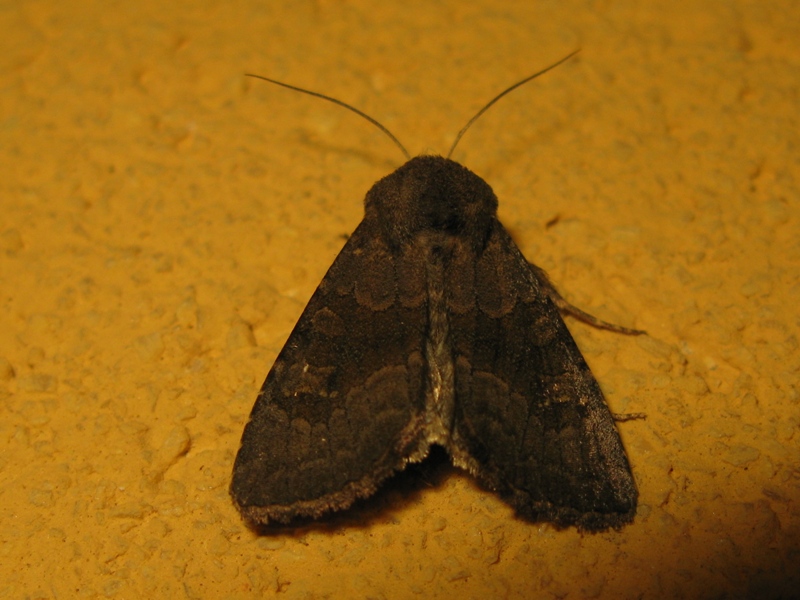 noctuidae da determinare 14! - Aporophyla lueneburgensis