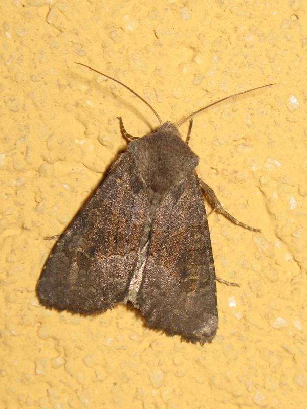 noctuidae da determinare 14! - Aporophyla lueneburgensis