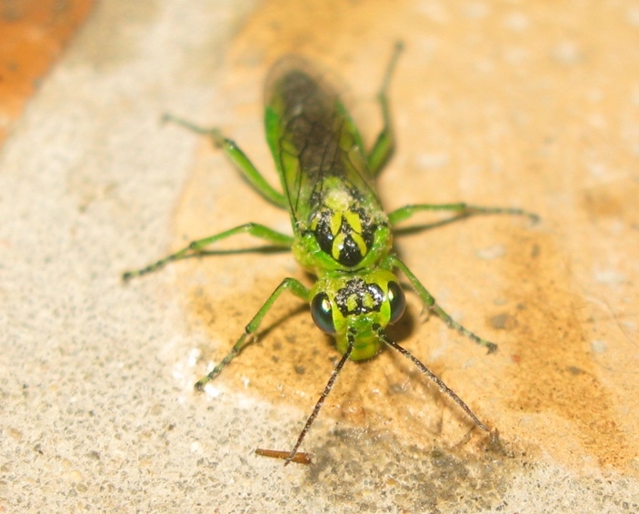 Tenthredinidae - Rhogogaster viridis