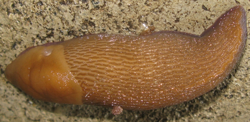 Limax corsicus-gruppo da Acquapendente (VT)