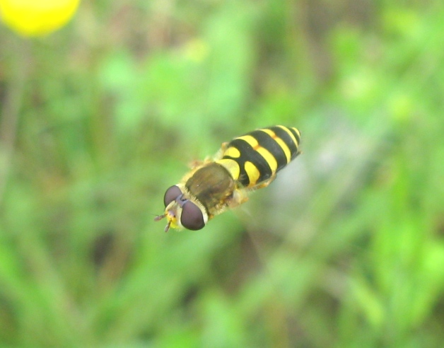 Syrphidae - Syrphus vitripennis ?