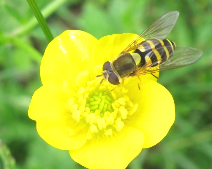 Syrphidae - Syrphus vitripennis ?
