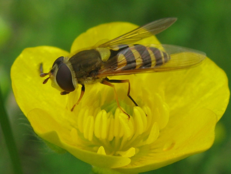 Syrphidae - Syrphus vitripennis ?