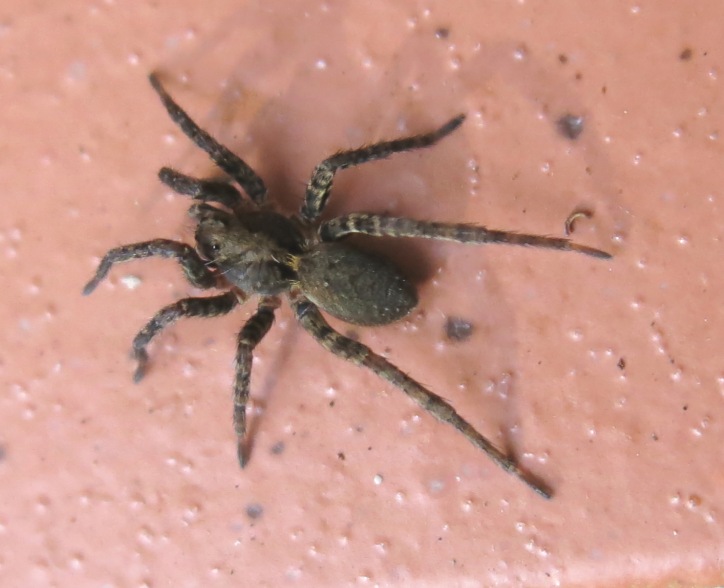 Alopecosa albofasciata - Acquapendente (VT)