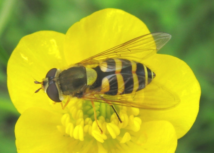 Syrphidae - Syrphus vitripennis ?