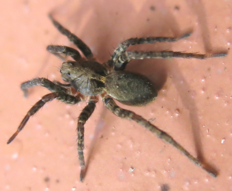 Alopecosa albofasciata - Acquapendente (VT)