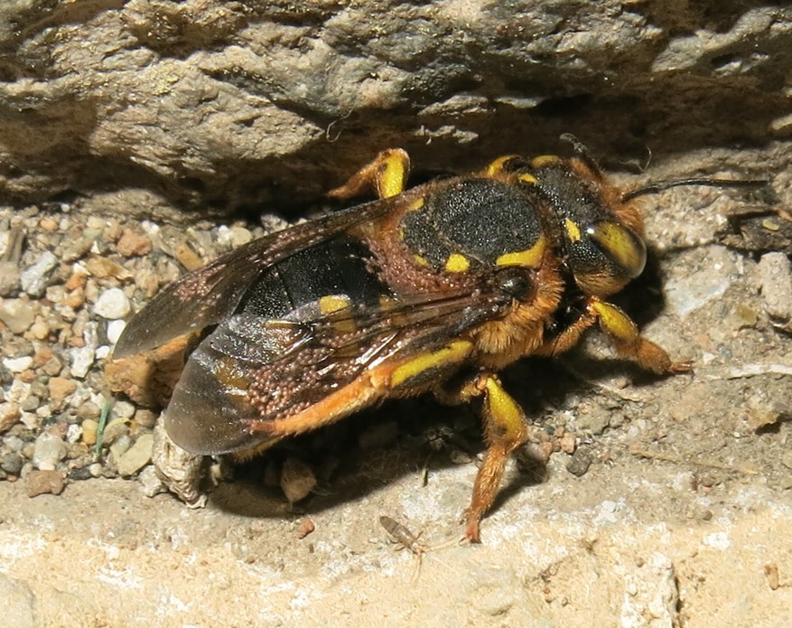 Apidae Megachilinae parassitato:  Anthidium sp.