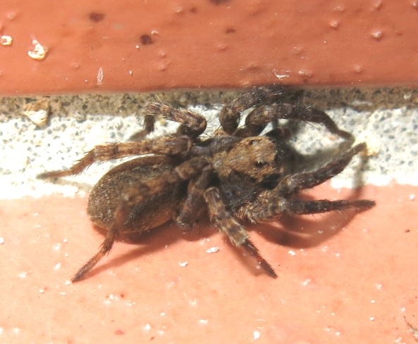 Alopecosa albofasciata - Acquapendente (VT)
