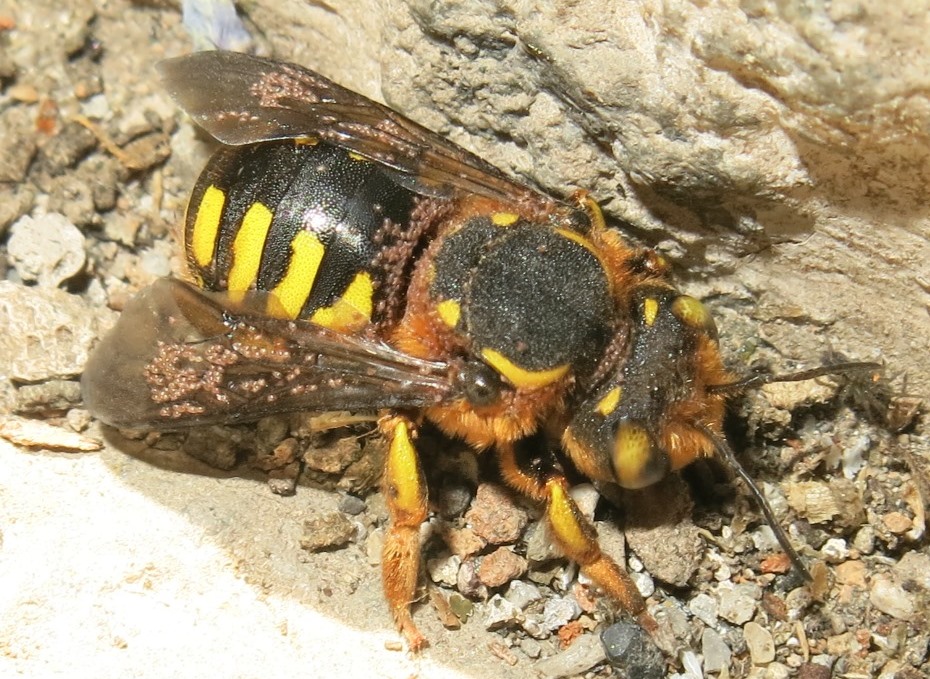 Apidae Megachilinae parassitato:  Anthidium sp.