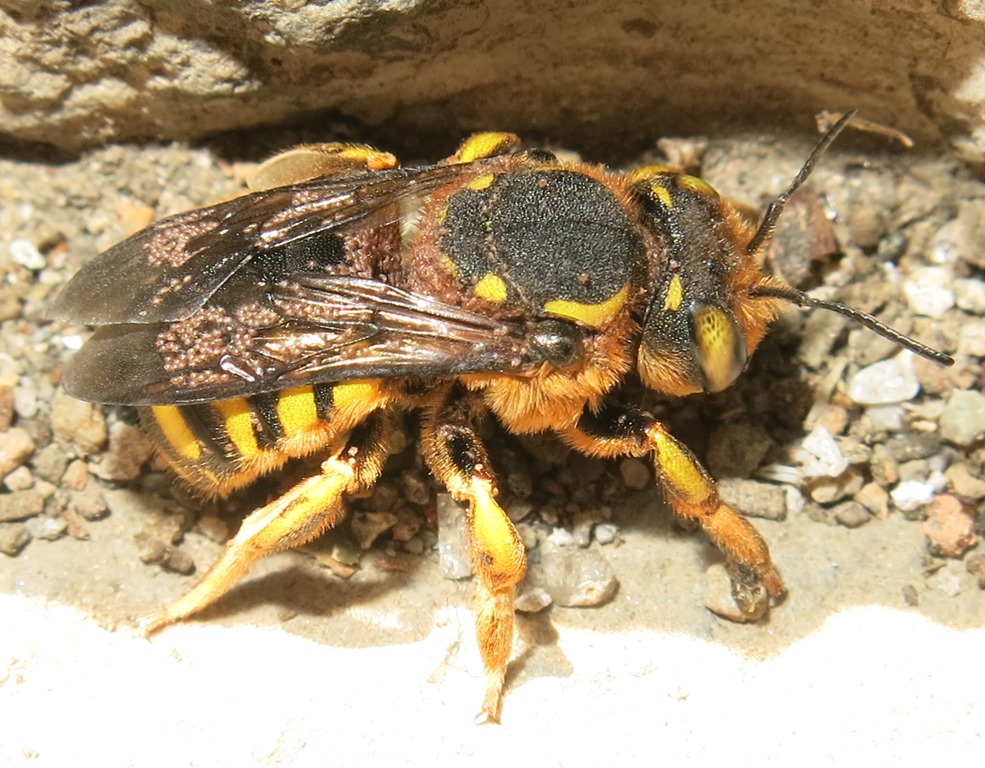 Apidae Megachilinae parassitato:  Anthidium sp.
