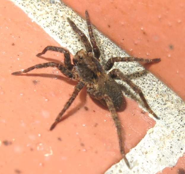 Alopecosa albofasciata - Acquapendente (VT)