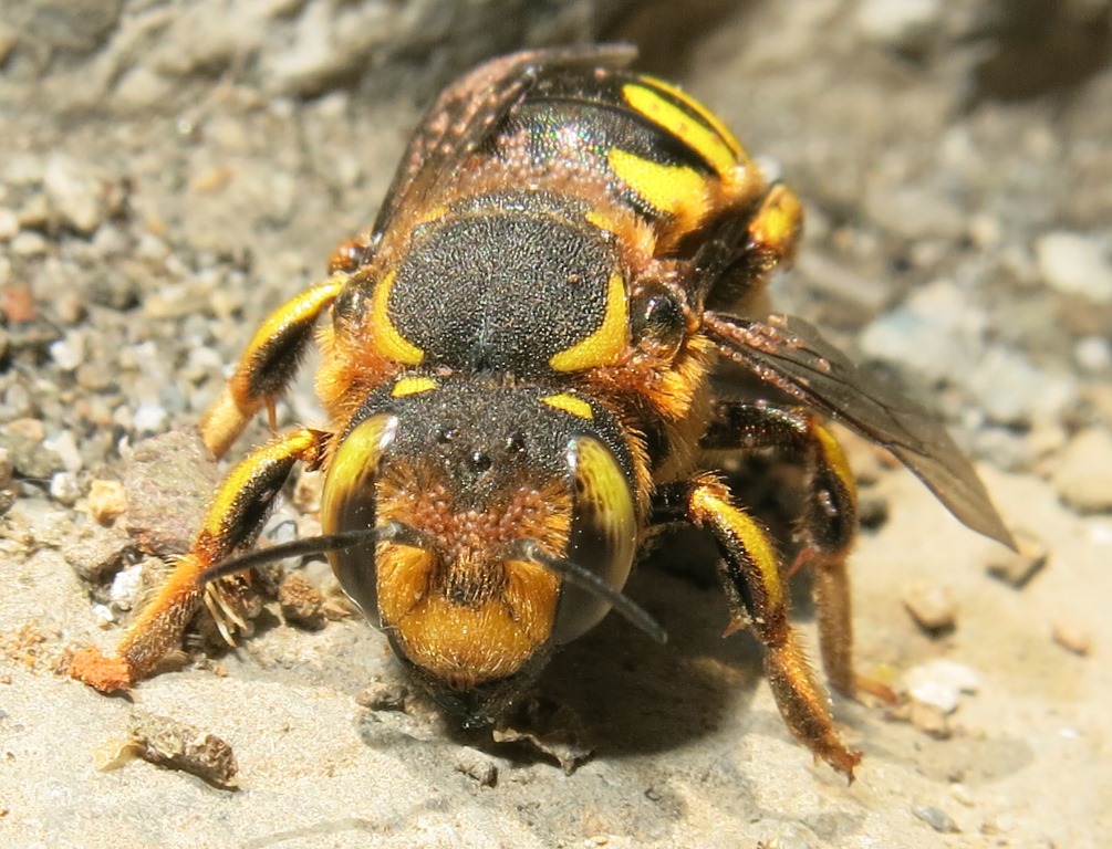Apidae Megachilinae parassitato:  Anthidium sp.