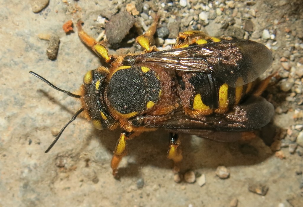 Apidae Megachilinae parassitato:  Anthidium sp.