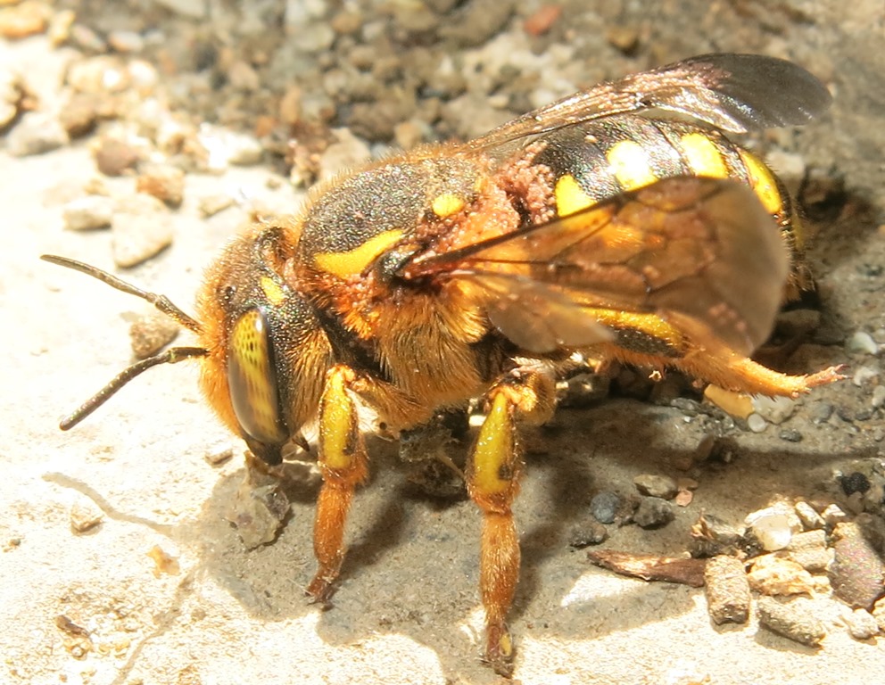 Apidae Megachilinae parassitato:  Anthidium sp.
