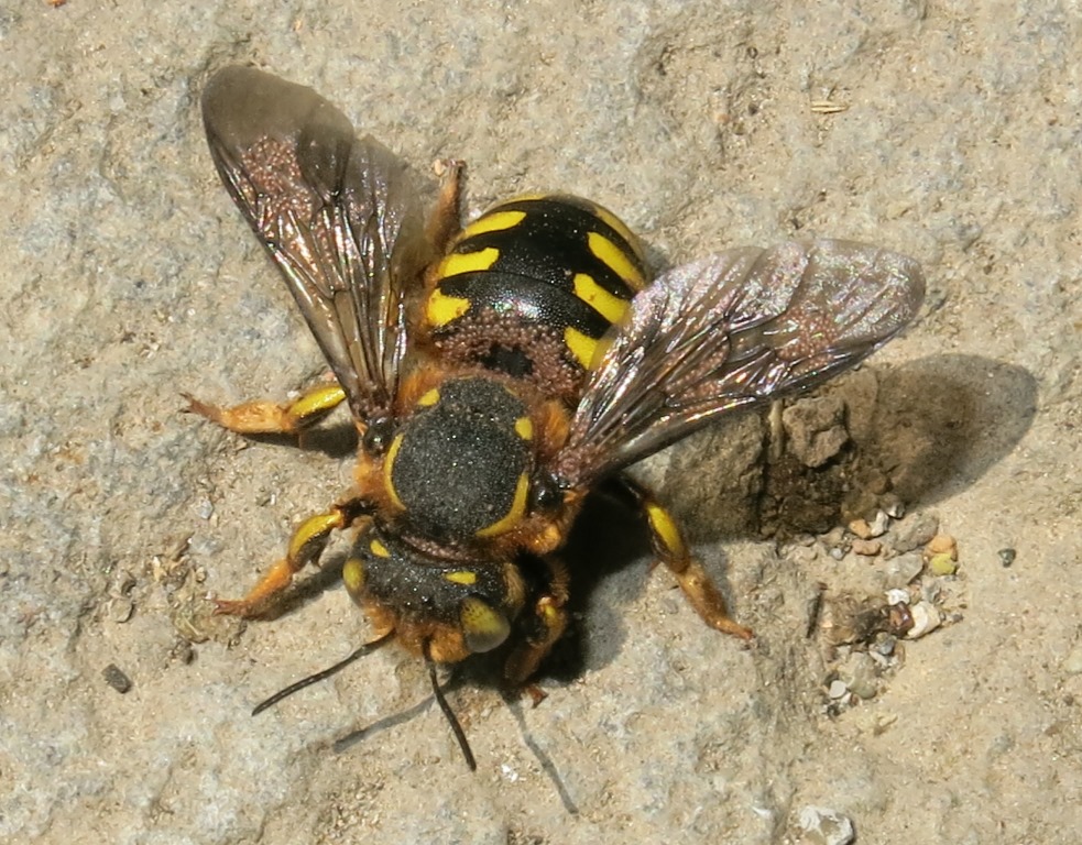 Apidae Megachilinae parassitato:  Anthidium sp.