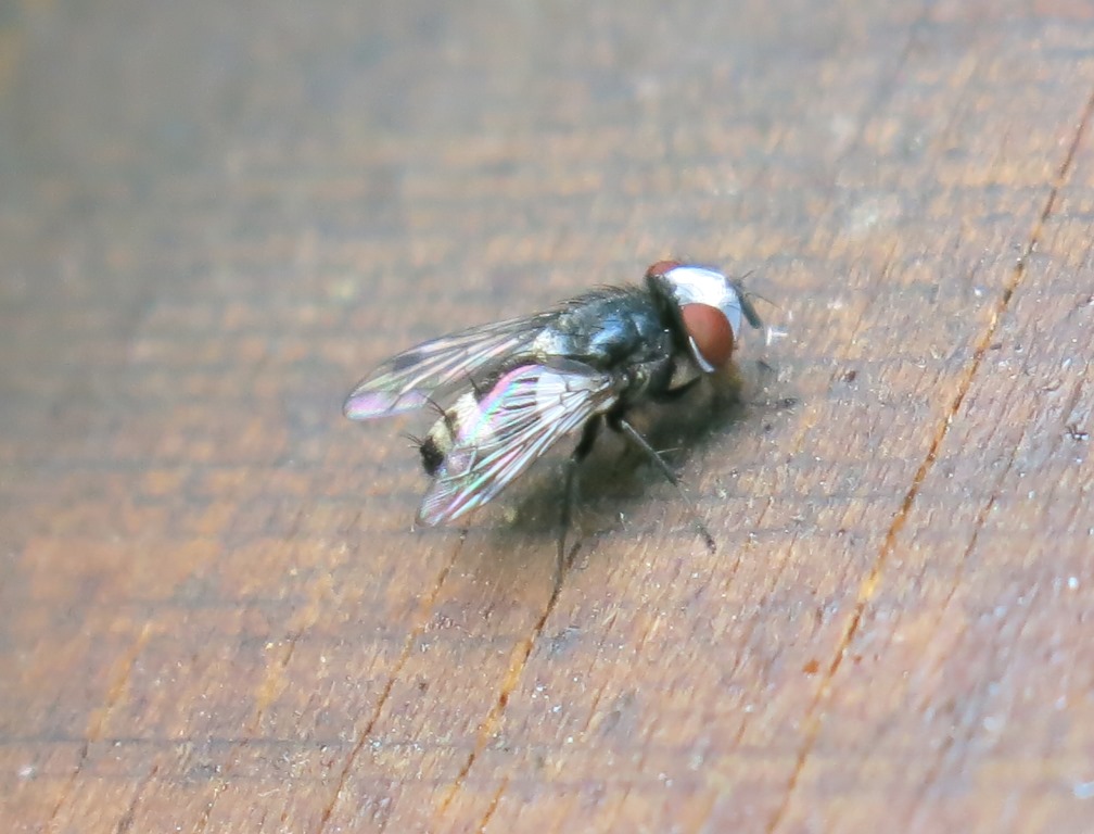 Sphenometopa fastuosa (Sarcophagidae)