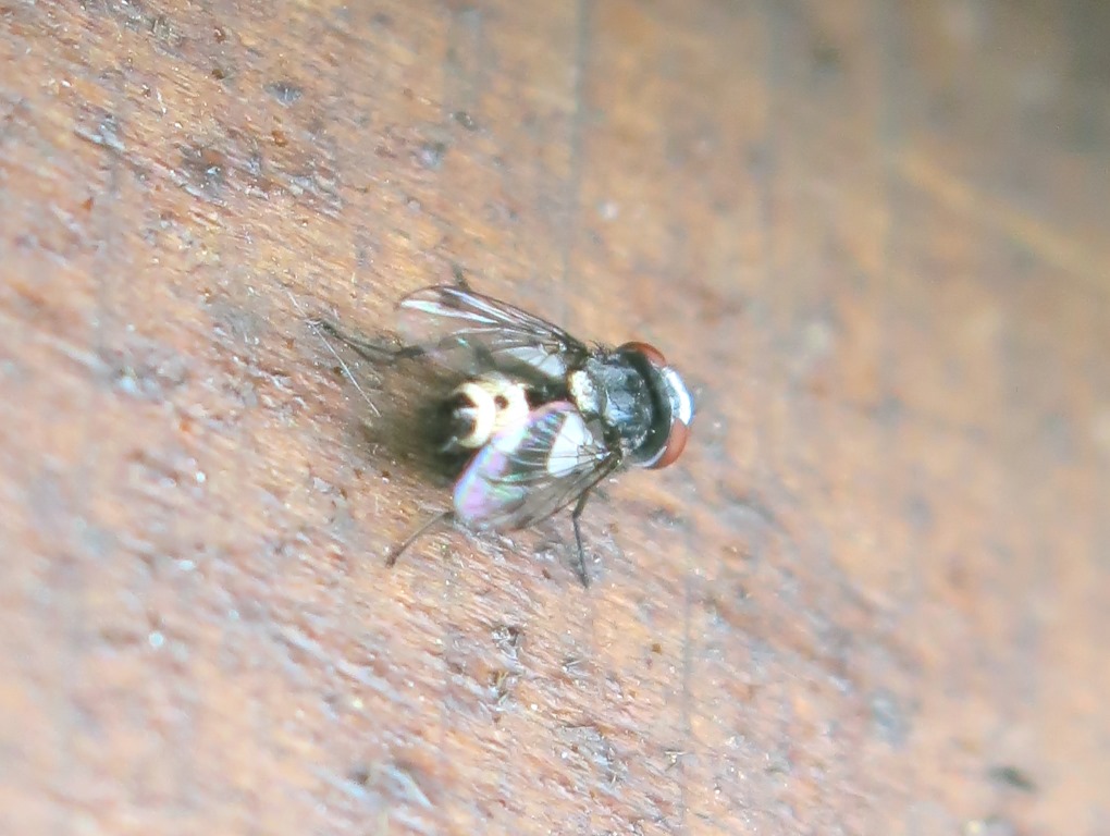 Sphenometopa fastuosa (Sarcophagidae)