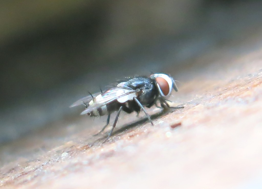 Sphenometopa fastuosa (Sarcophagidae)