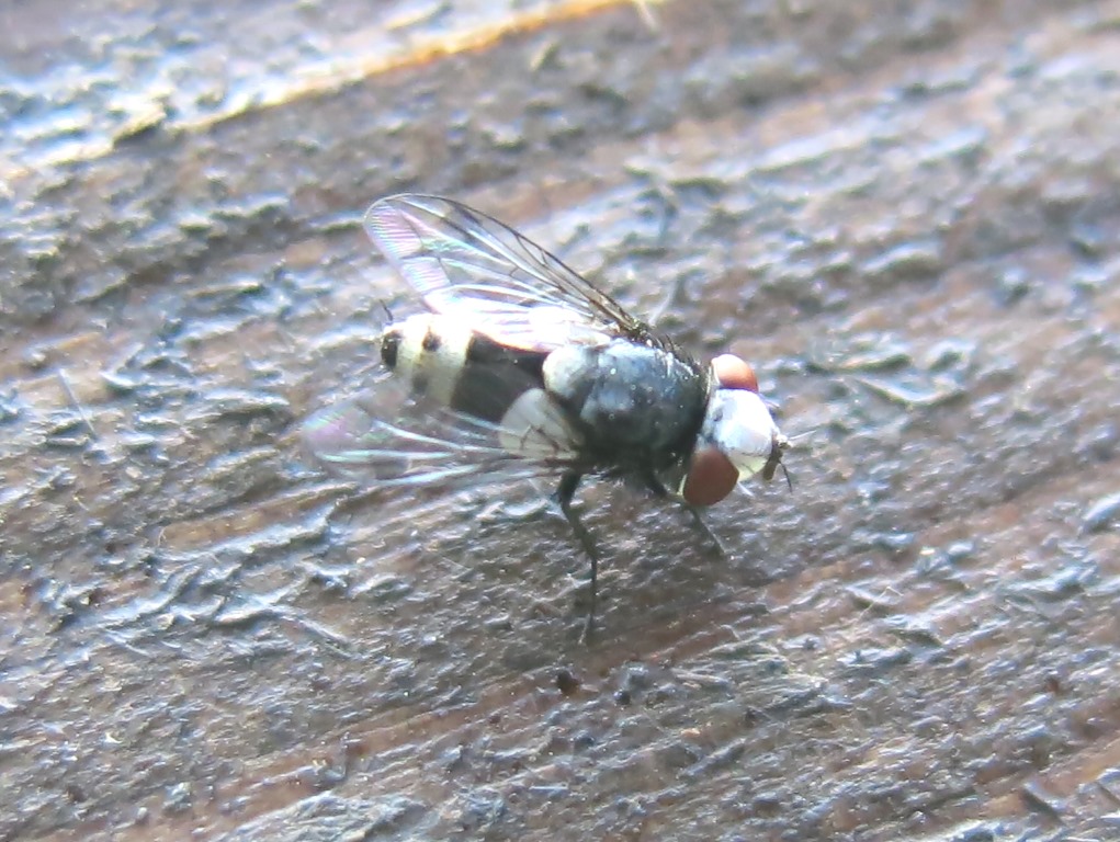 Sphenometopa fastuosa (Sarcophagidae)