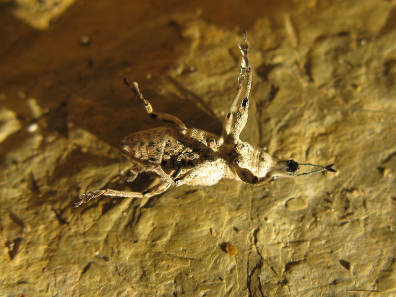 Curculionidae da determinare:   Charagmus gressorius
