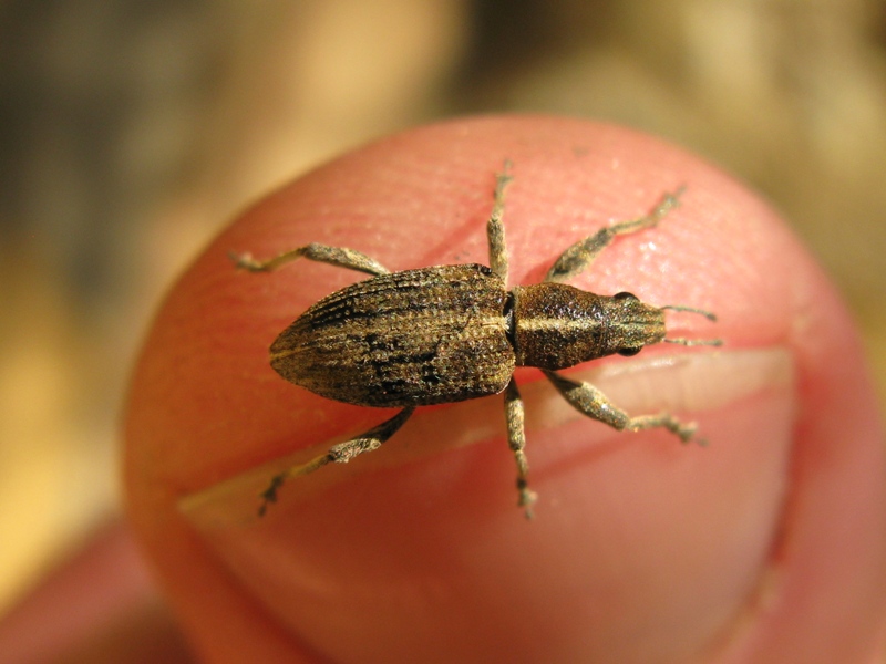 Curculionidae da determinare:   Charagmus gressorius