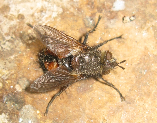 Tachinidae da determinare ?