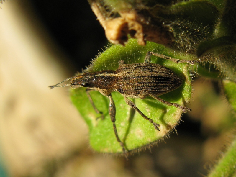 Curculionidae da determinare:   Charagmus gressorius