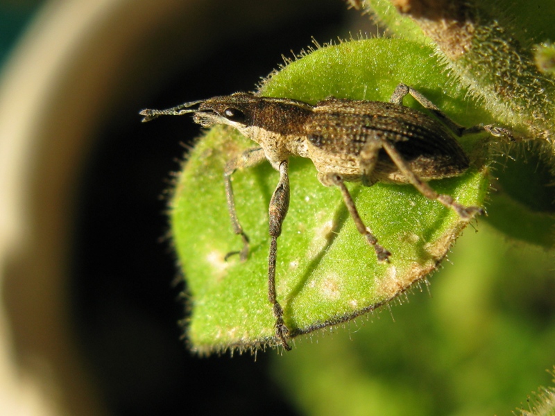 Curculionidae da determinare:   Charagmus gressorius