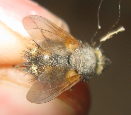 Tachinidae da determinare ?