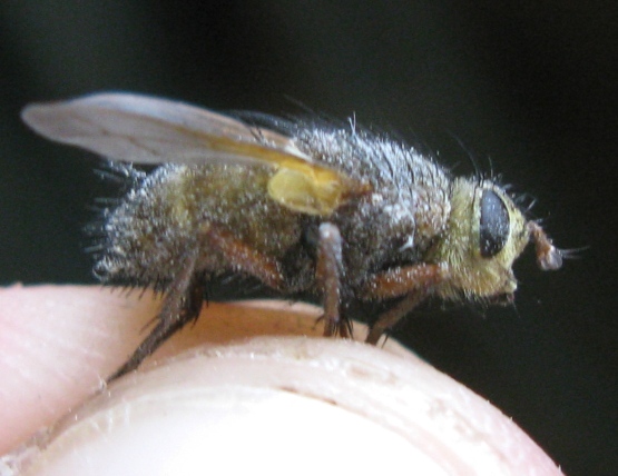 Tachinidae da determinare ?