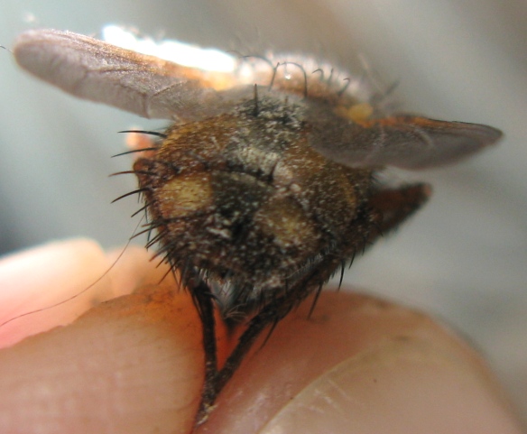 Tachinidae da determinare ?