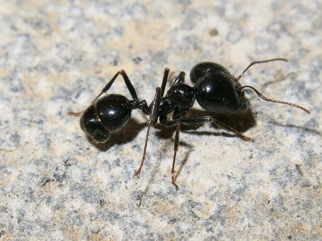 Messor capitatus