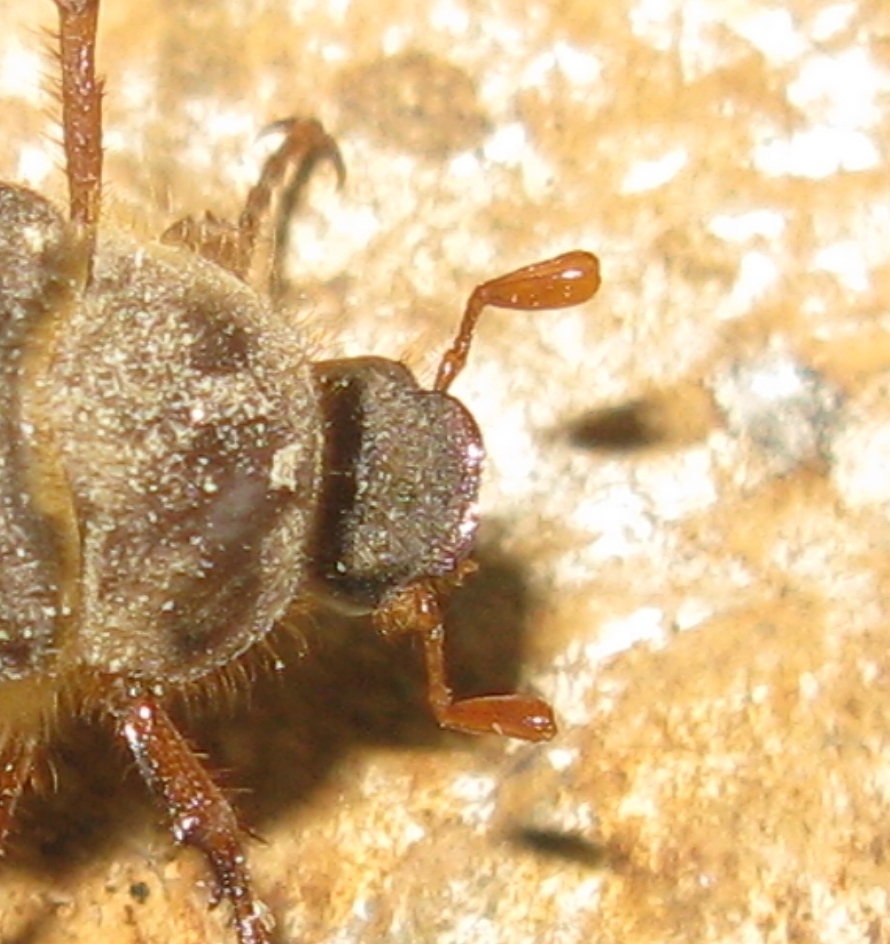 Melolonthidae? S, Holochelus fraxinicola (cfr.)
