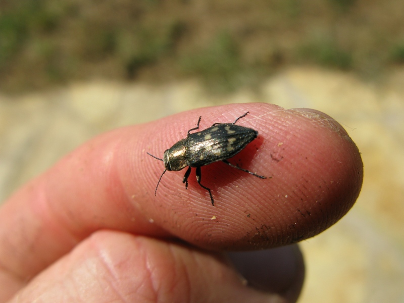 Trachypteris picta decostigma