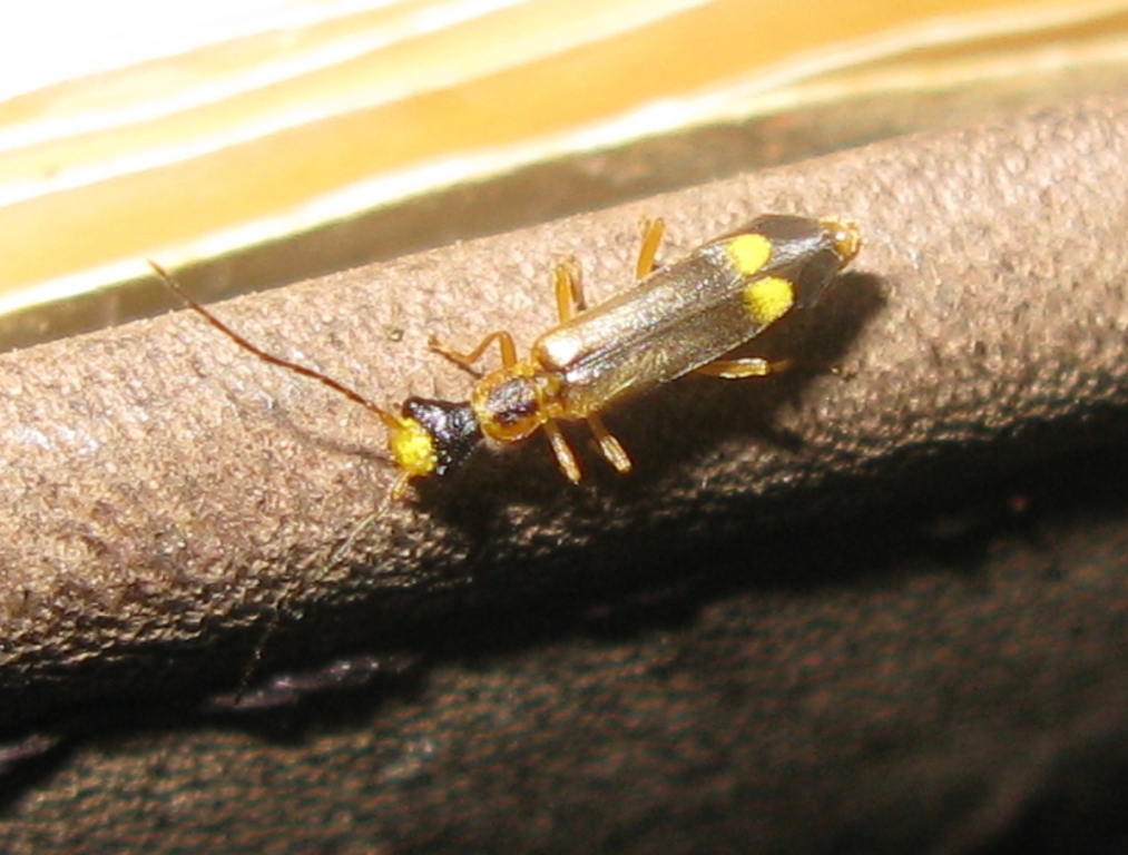 Dichelotarsus procerulus (Cantharidae)