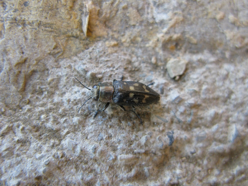 Trachypteris picta decostigma