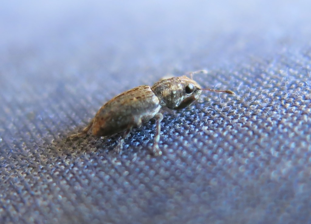 Sitona cinnamomeus - Curculionidae