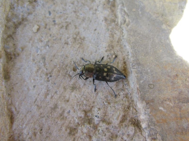 Trachypteris picta decostigma