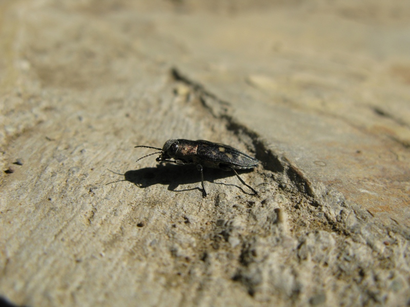 Trachypteris picta decostigma